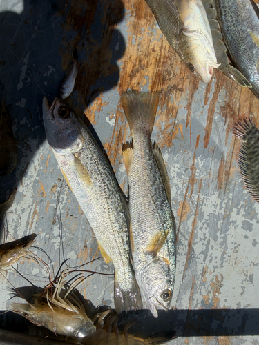 Bastard trout (Cynoscion regalis) — Sciaenidae — 2