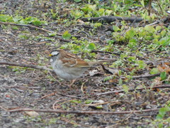 Zonotrichia albicollis