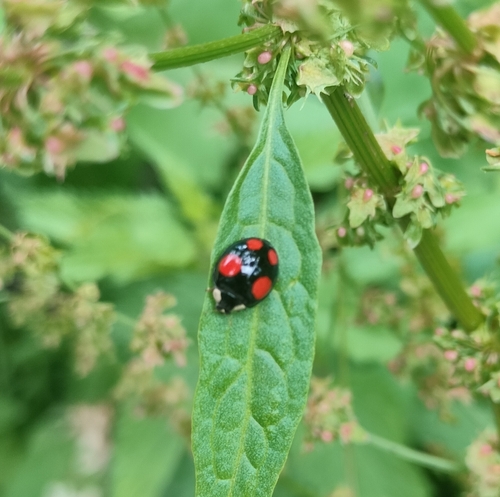 Asian Lady Beetle