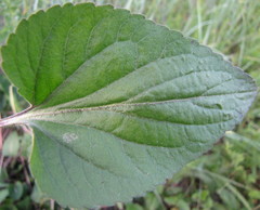 Viola ambigua