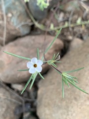 Linanthus bigelovii