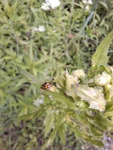 Fourteen-spotted Lady Beetle