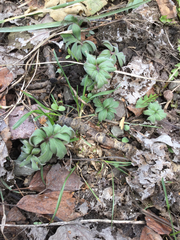 Hydrophyllum capitatum