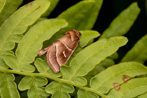 Marsh Fern Moth photo 2