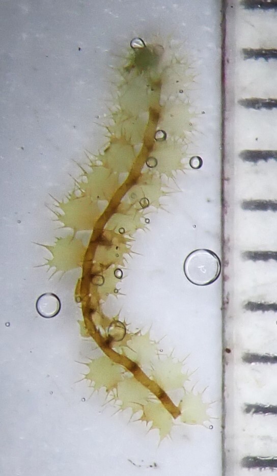 Temnoma setigerum