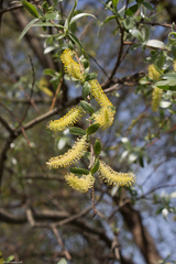 Salix