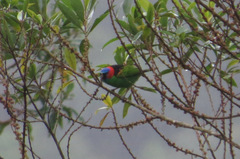 Tangara cyanocephala