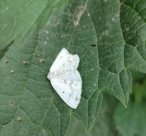 Clouded Silver