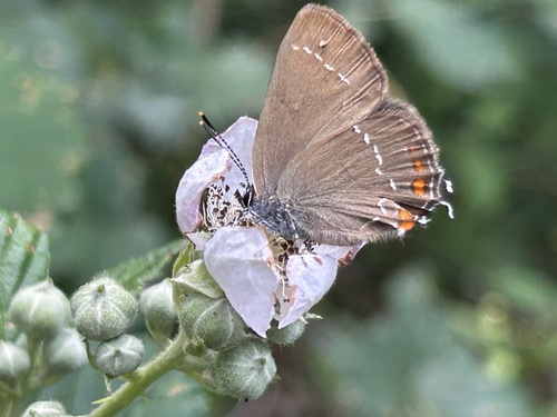 Ilex Hairstreak