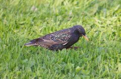 Sturnus vulgaris