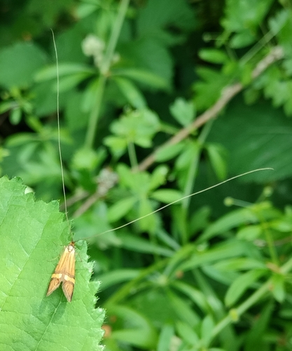 Yellow-barred Longhorn