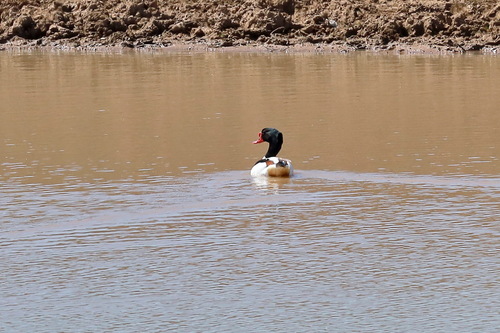 iNaturalist: (c) Ирина Бортникова, some rights reserved (CC BY-NC), uploaded by Ирина Бортникова iNaturalist image