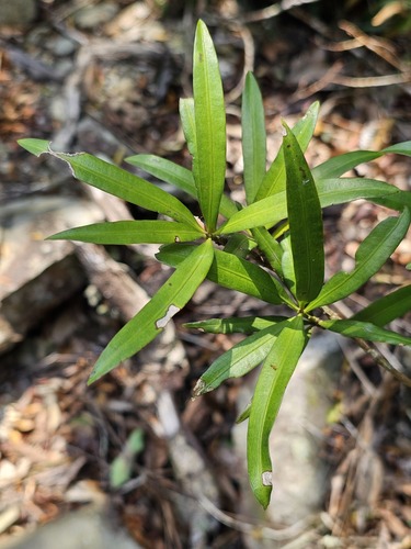Podocarpus nakaii observed 2026-06-02