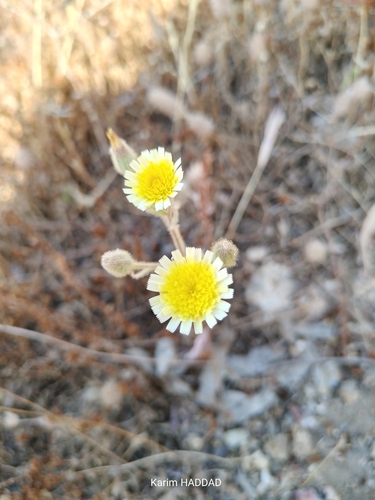 Common Andryala