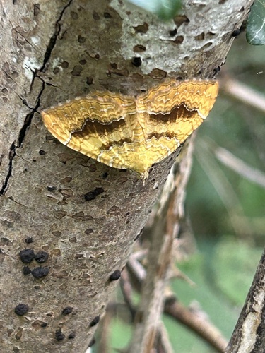 Yellow Shell Moth