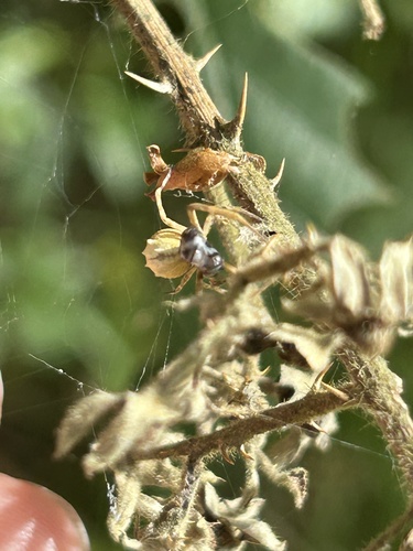 Walckenaer's Feather-legged Spider