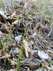 Melica nutans