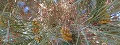 Pinus brutia eldarica