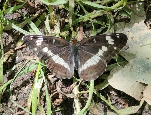 Eurasian White Admiral