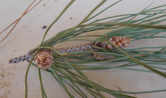 Pinus brutia eldarica