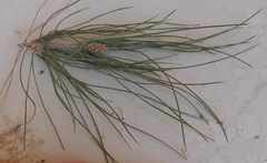 Pinus brutia eldarica