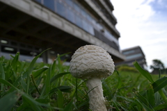 Amanita foetens