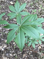Aesculus glabra arguta