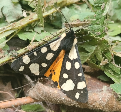 Cream-spot Tiger