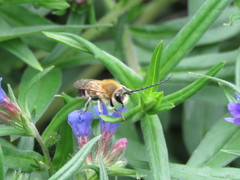 Eucera nigrescens