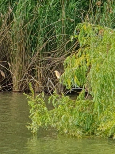 iNaturalist image