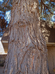 Pinus brutia eldarica