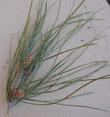 Pinus brutia eldarica