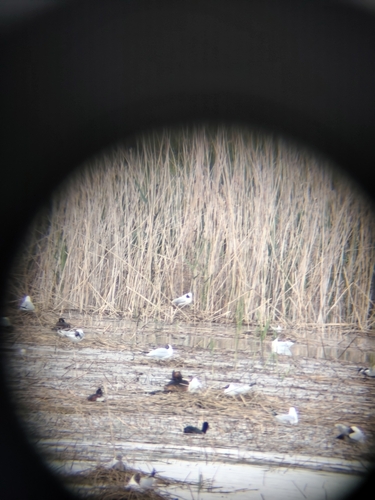 iNaturalist image