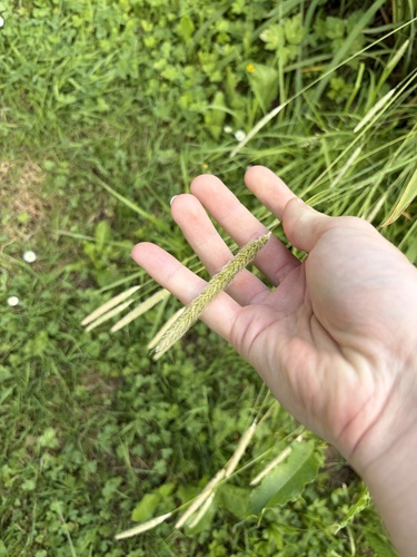 Meadow Foxtail
