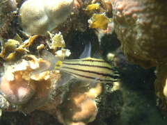Five-Lined Cardinalfish photo 5