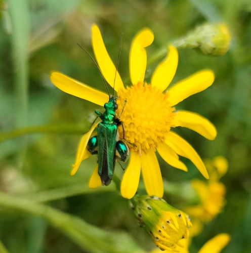 Thick-legged Flower Beetle