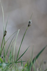 Carex divisa