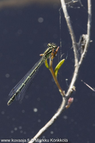 Spearhead bluet