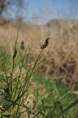 Carex divisa