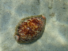 Cypraea pantherina