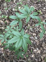 Aesculus glabra arguta