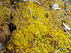 Tortella inclinata