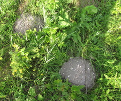 Spalax microphthalmus