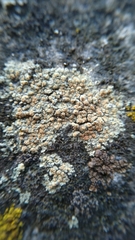 Lecanoromycetes