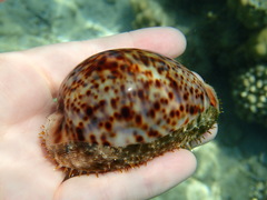 Cypraea pantherina