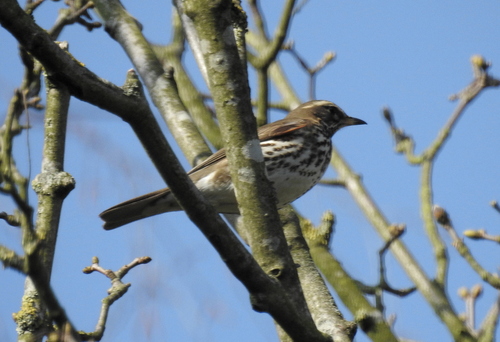 Turdus iliacus