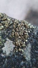 Lecanoromycetes