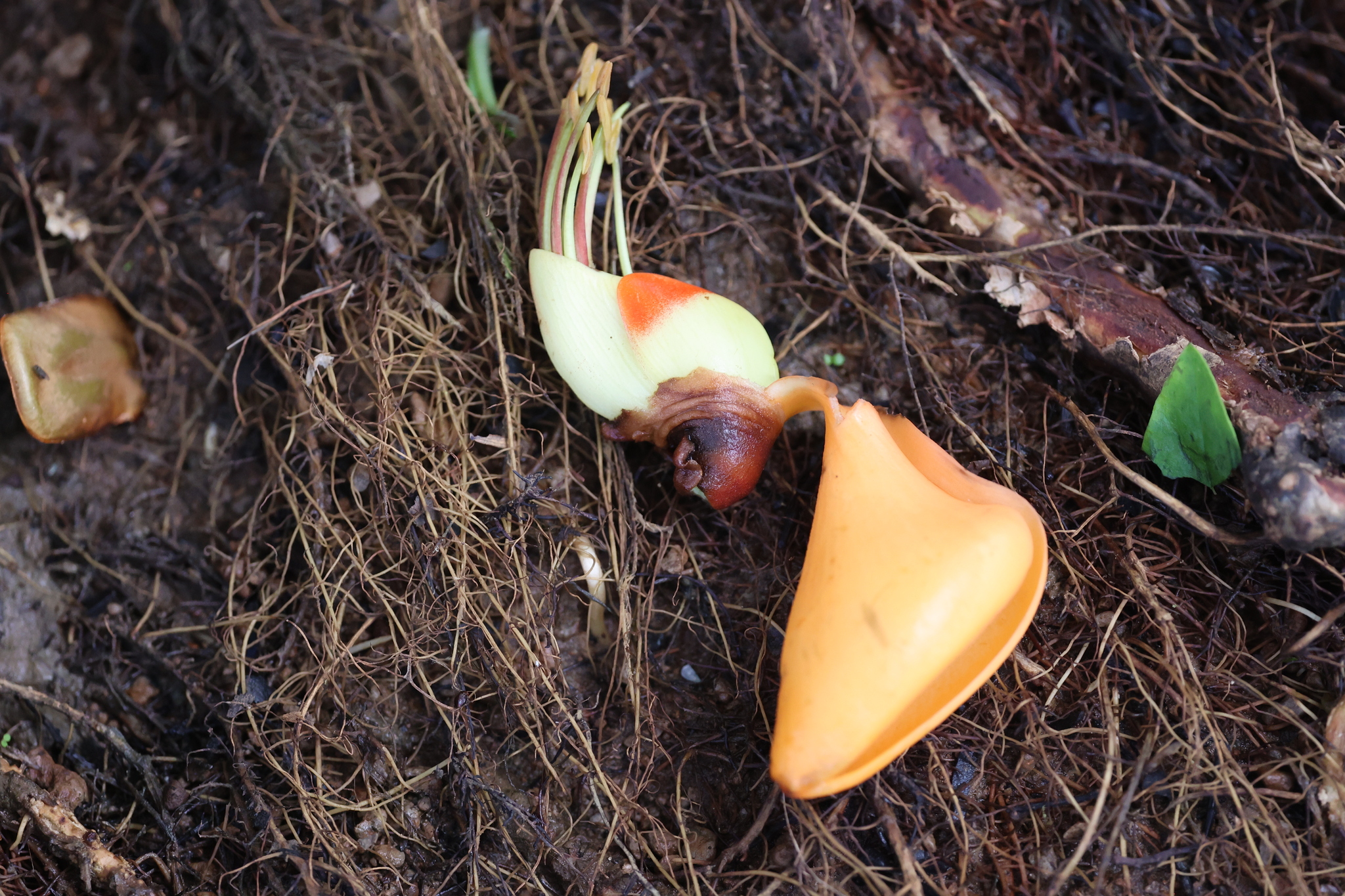 Foto de Erythrina fusca Lour.