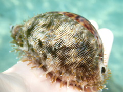 Cypraea pantherina