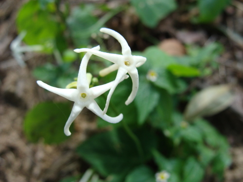 Cyclanthera carthagenensis (Jacq.) H.Schaef. & S.S.Renner